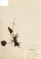 藏品(臺灣嗩吶草)的圖片